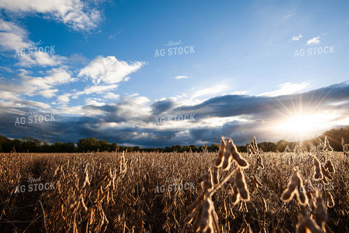 Dried Soybean Field 168021