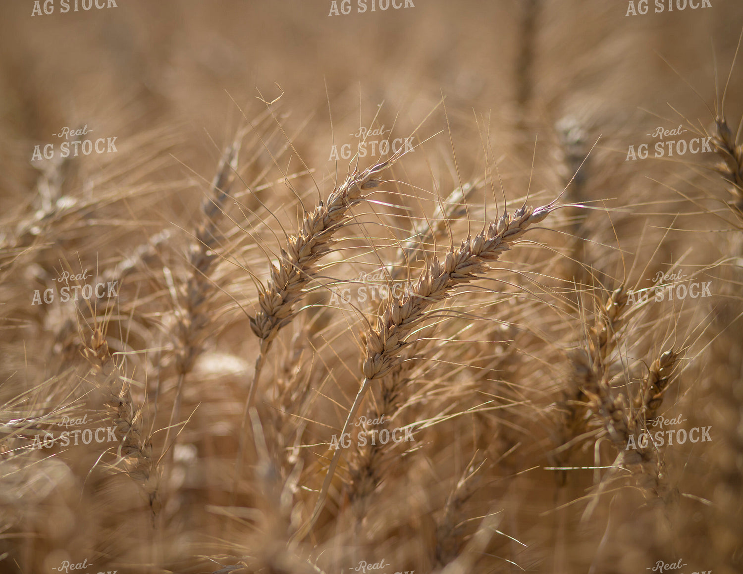 Wheat Field 135126