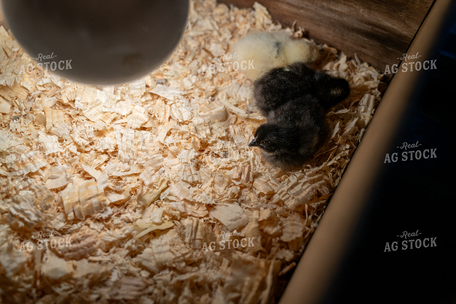 Two Small Chicks Resting Under Warm Heat Lamp in Wood Shavings 65304