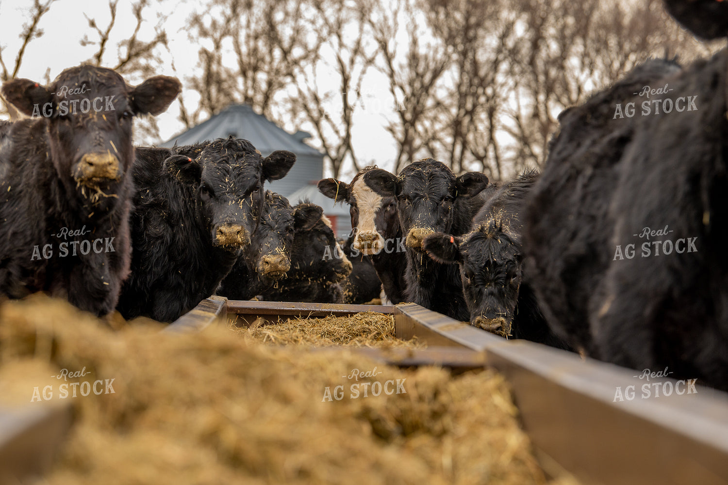 Feeding Cattle 299131