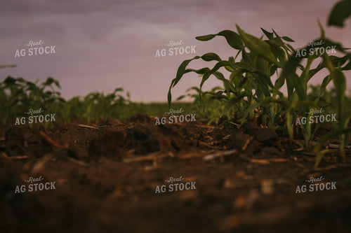 Early Stage Corn at Sunset 4333