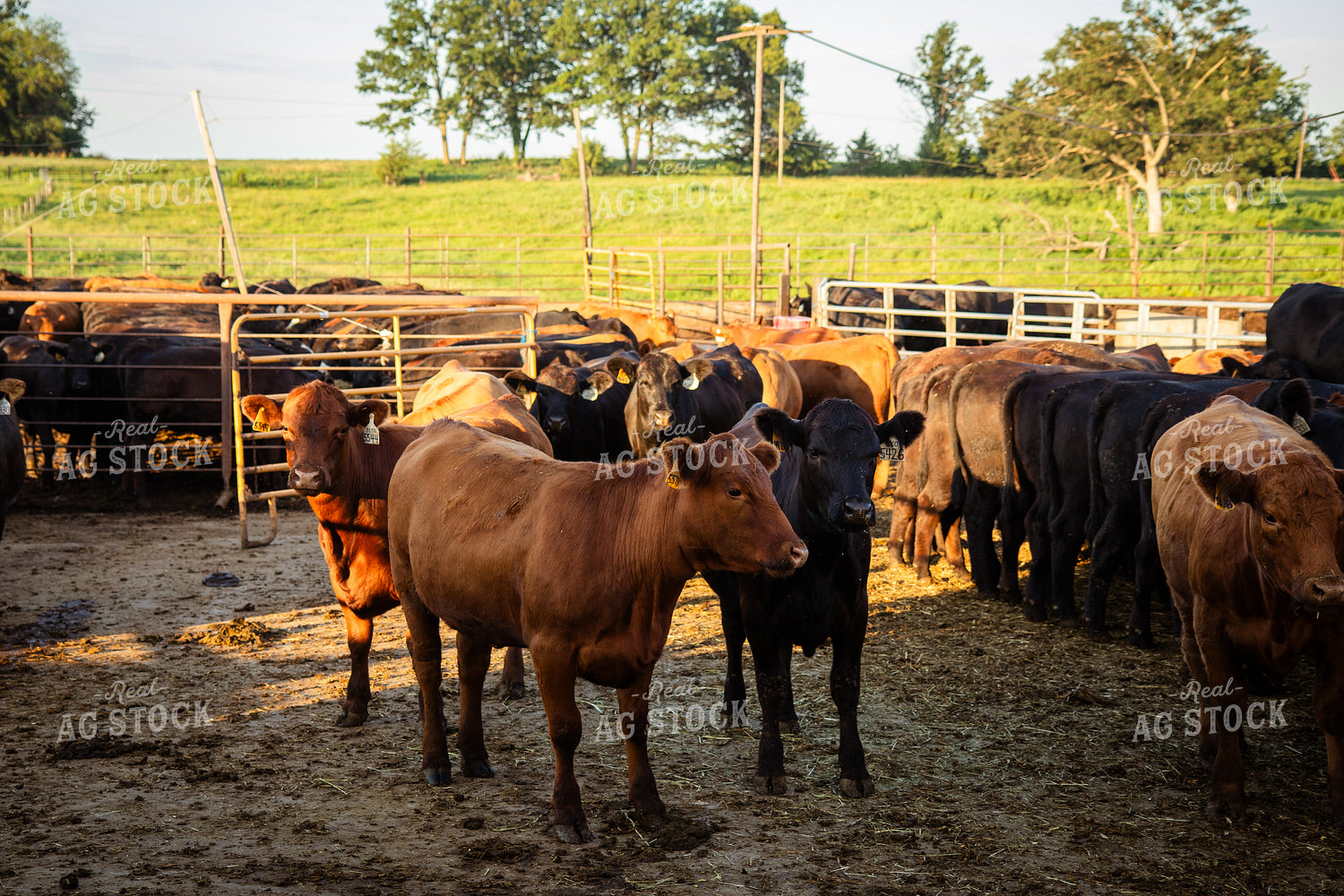 Angus Heifers 268400