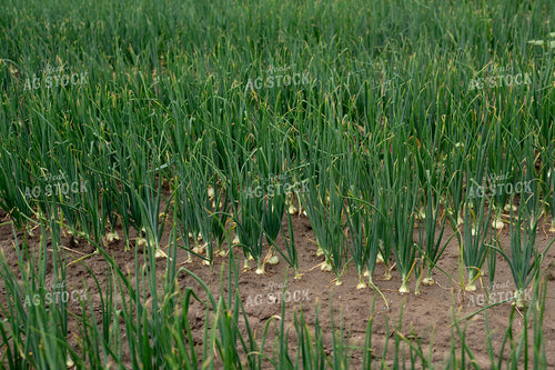 Onion Field 185152