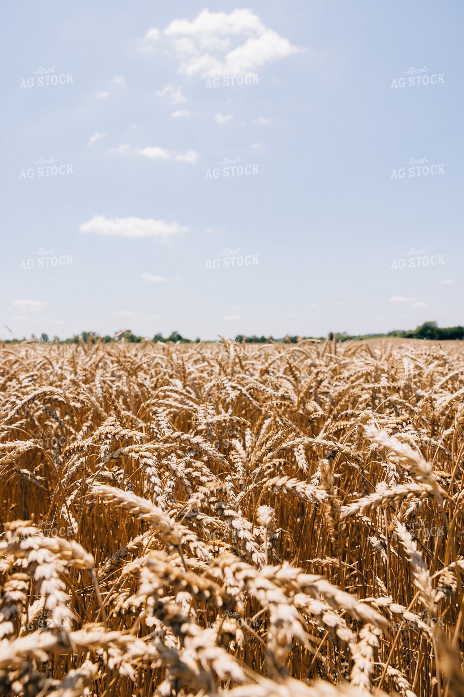 Dried Wheat Field 178027