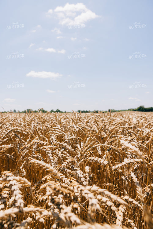 Dried Wheat Field 178027