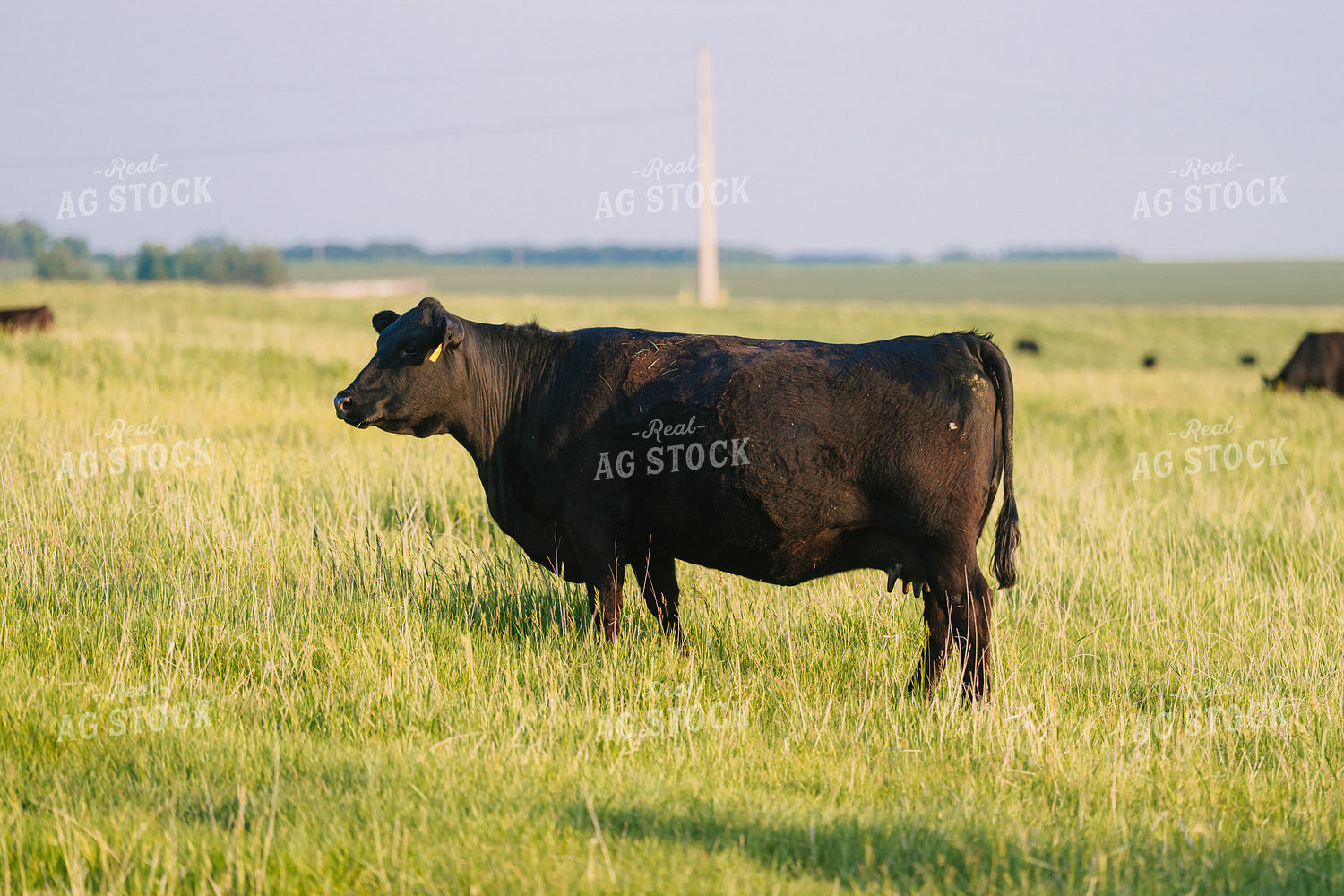 Black Angus Cattle on Pasture 68248
