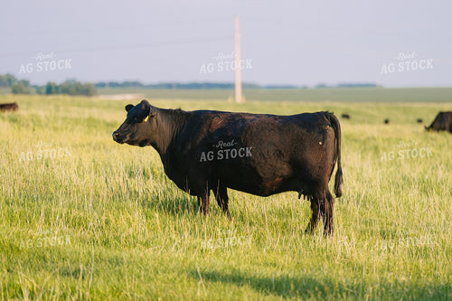 Black Angus Cattle on Pasture 68248