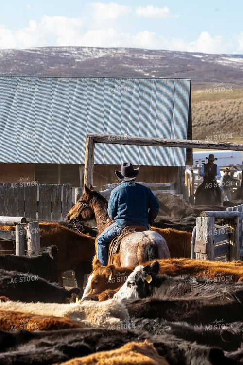 Rancher Working Cattle on Horseback 200031