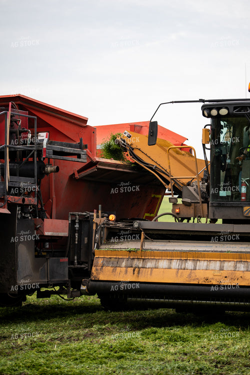 Combine Unloading Peas 76180