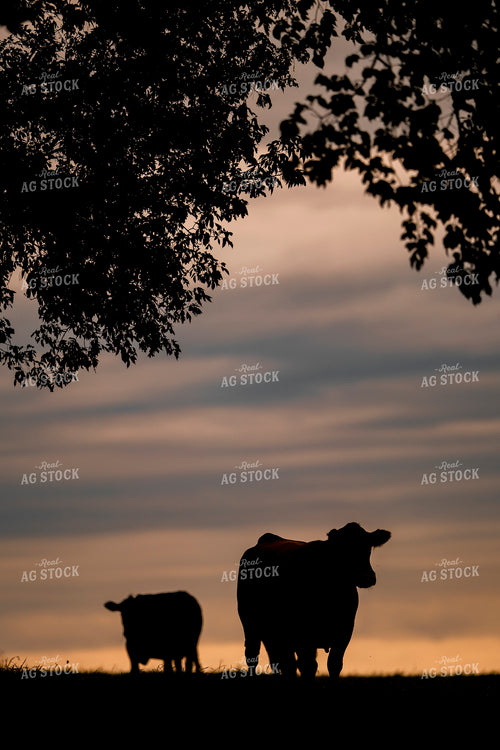 Black Angus Cattle Silhouette 250192
