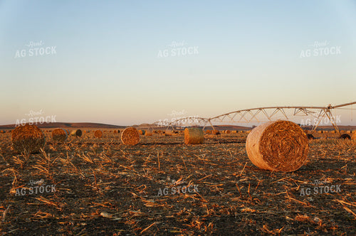 Hay Bales in Irrigated Field 156031
