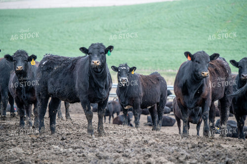 Cattle on Feedlot 193027