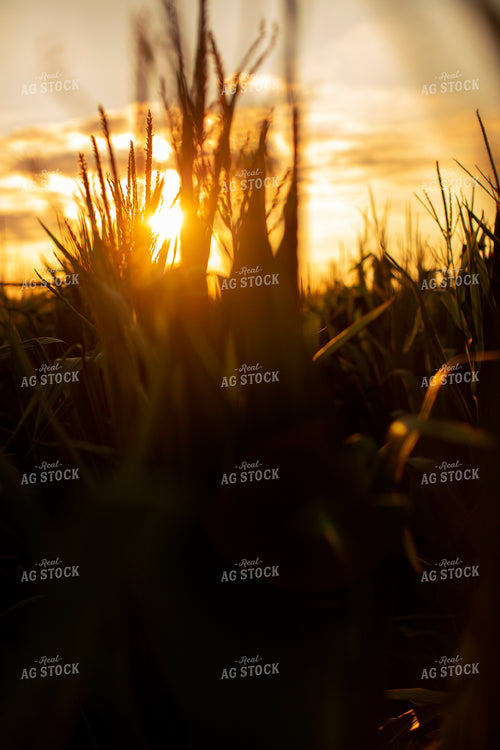 Corn - Mid-Season 2324
