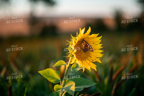 Sunflower With Monarch Butterfly Resting 76315