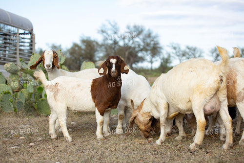 Dorper Ewes in Pasture 134022