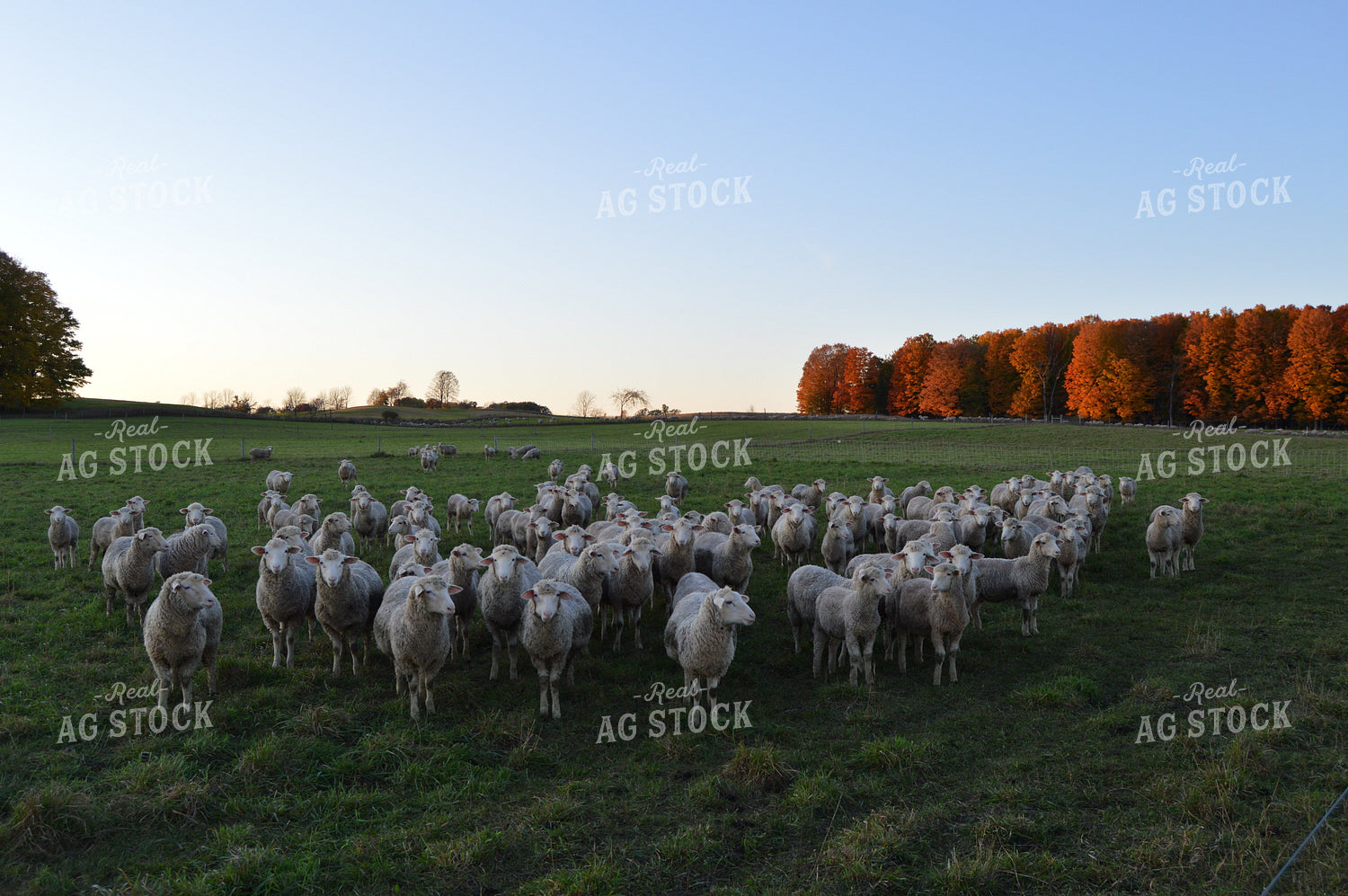 Sheep 164002