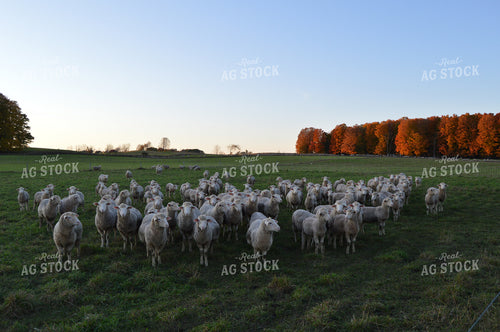Sheep 164002