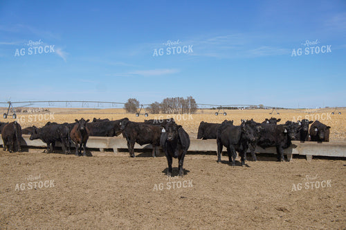 Cattle in Feedlot 156036
