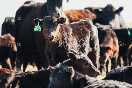 Angus Calves 53024
