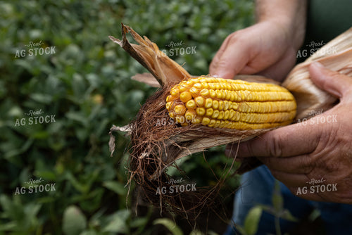 Farmer Checking Corn 270165