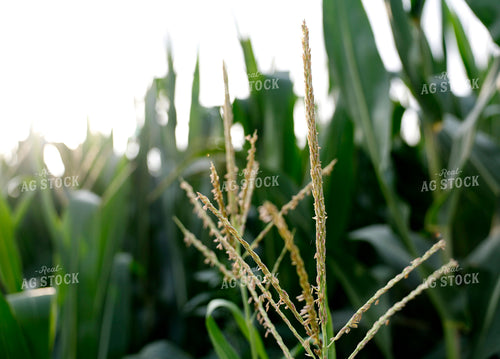 Corn Tassels 129136