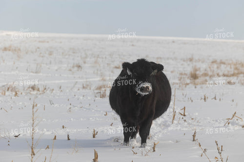 Cattle on Snowy Corn Stalks 303019