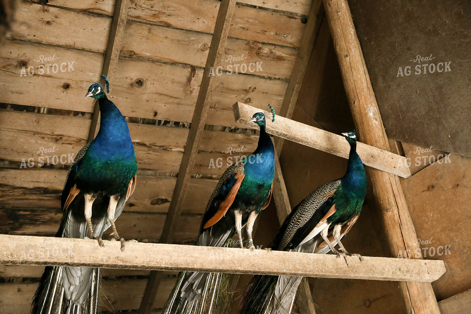 Peacocks 161137