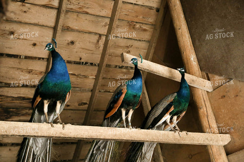 Peacocks 161137