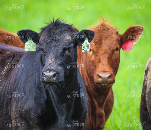 Angus Cattle on Pasture 160021