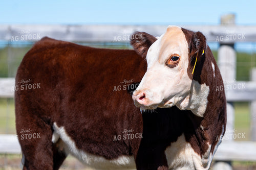 Show Cattle on Pasture 68256