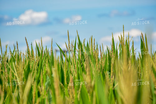 Corn Tassels 84125
