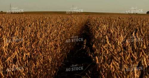 Dried Soybean Field 5391