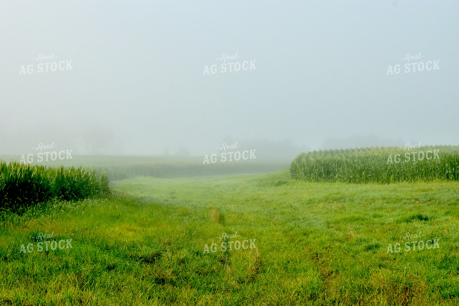 Foggy Corn Field 84027