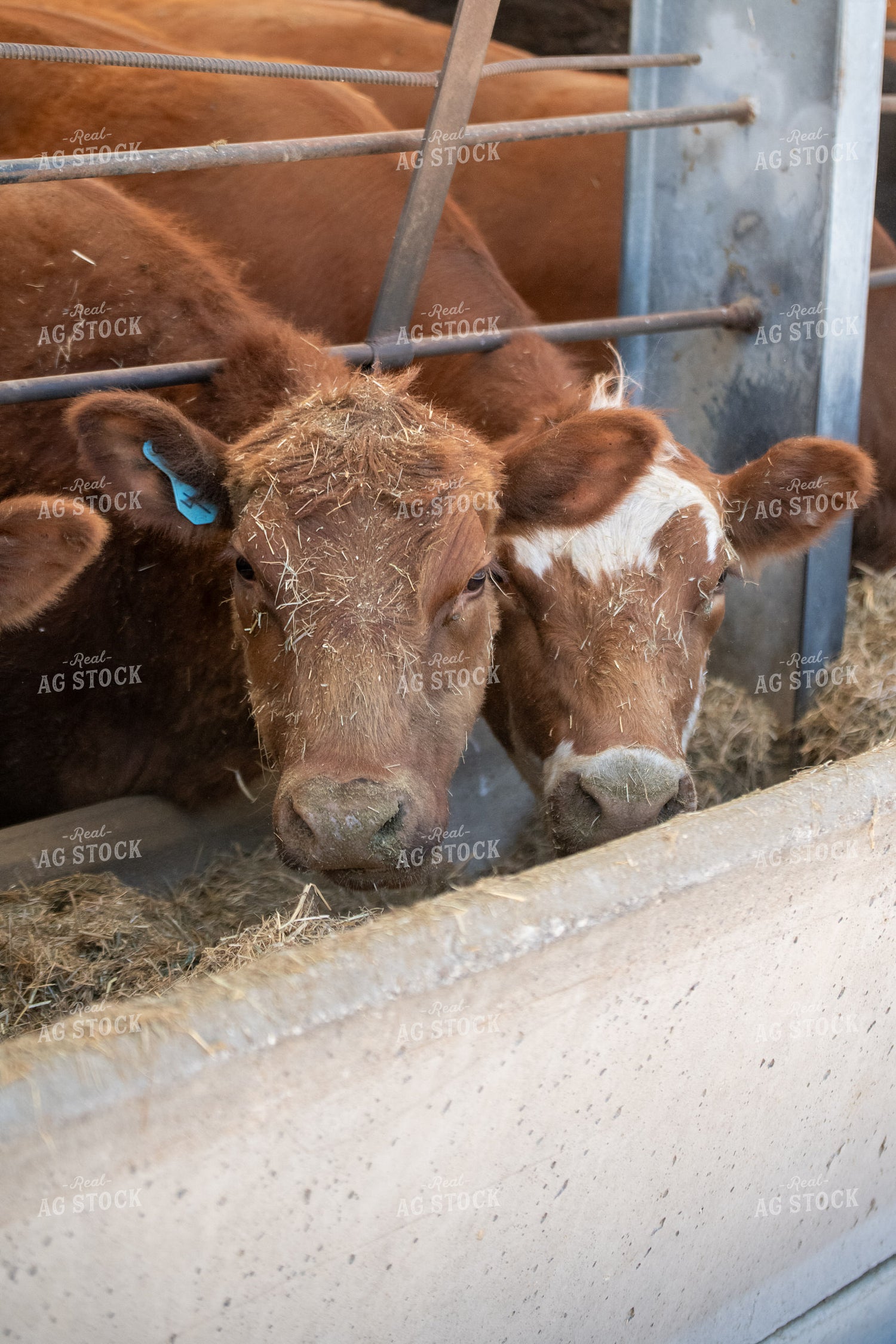 Red Angus Cattle Eating From Feed Bunk 193084