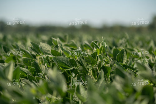 Midseason Soybeans 76666