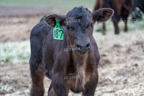 Young Brown Calf With Identification Tag in a Rural Farm Setting 65213