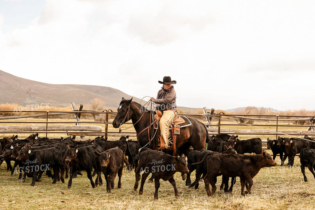 Female Rancher Roping Cattle on Horseback 225022 – Real Ag Stock