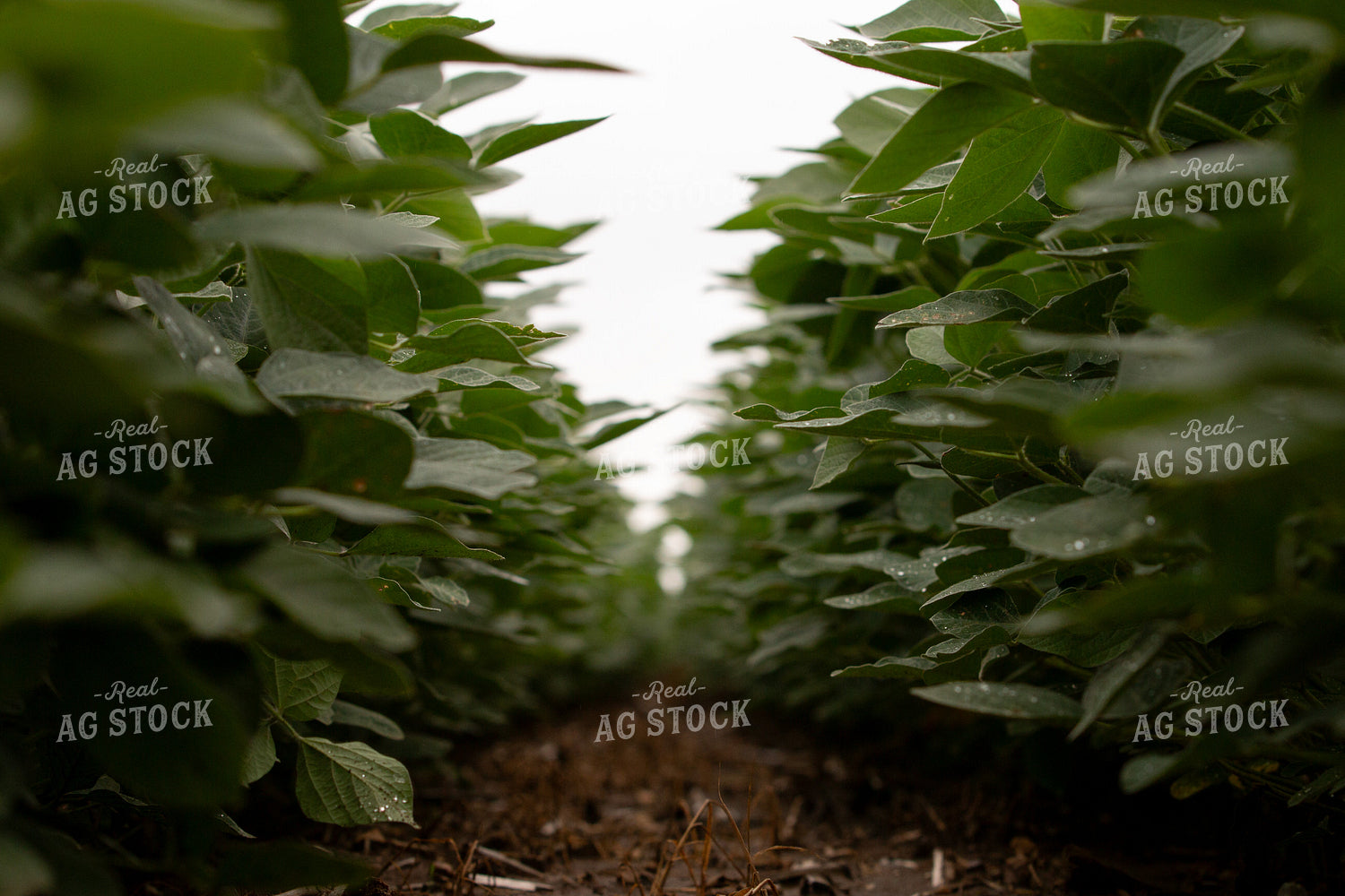 Mid-Season Soybean Field 157224
