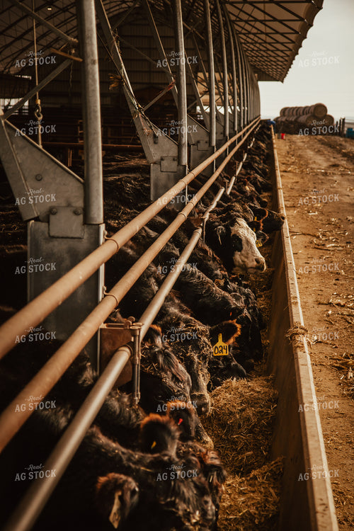 Cattle Eating in Feedlot 67626
