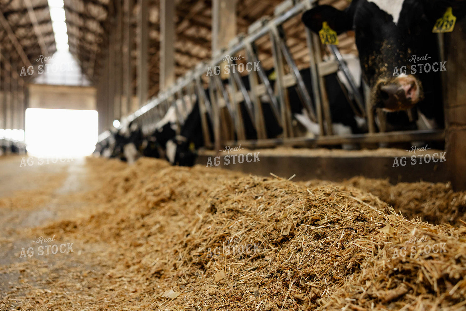 Holstein Cattle Eating in Barn 152398