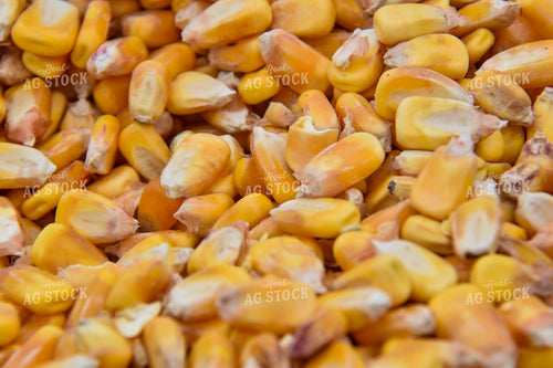 Harvested Corn 84208