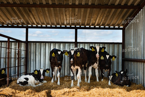 Holstein Calves 152269