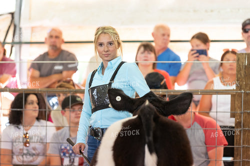 Showing Cattle 52780