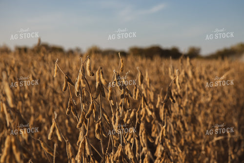 Dried Soybeans 67274