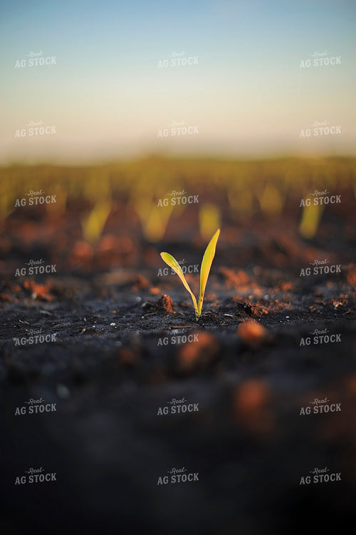 Spring Corn 93157