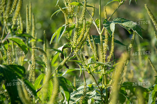 Bee Collecting Pollen from Plants on CRP Land 25009