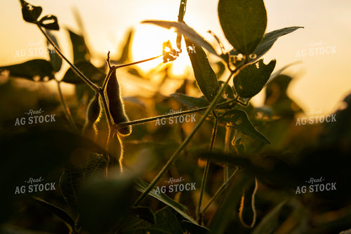 Soybeans - Mid-Season 2384