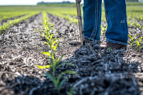 Agronomist Checking Early Season Corn 250172