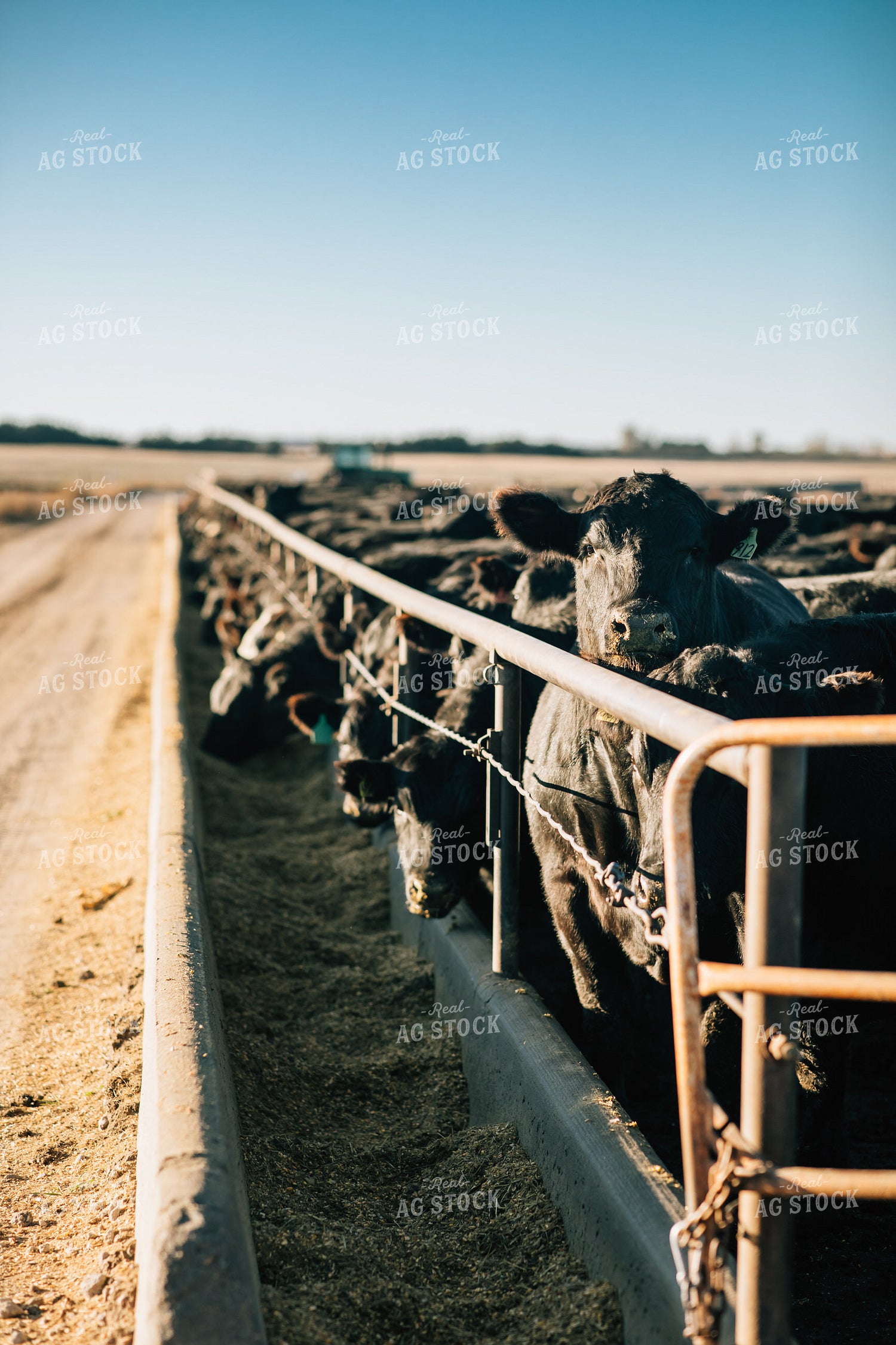 Cattle Eating out of Feed Bunk 53059
