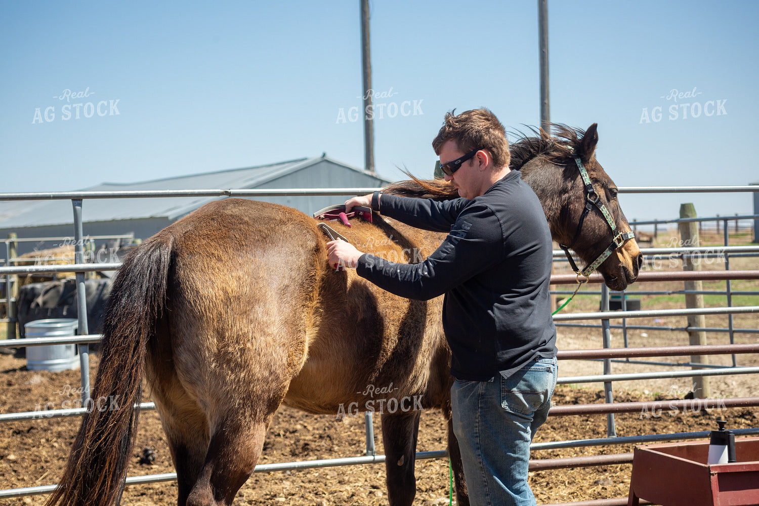 Farmer Grooming Horse 155580